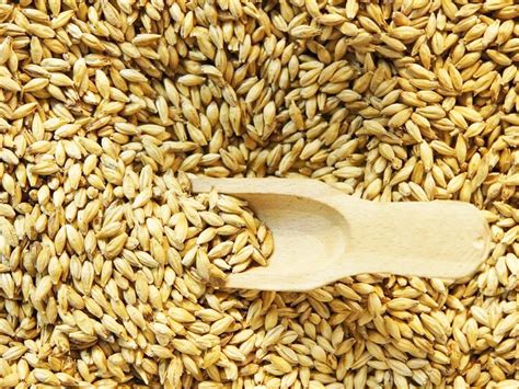 difference between malt and barley.